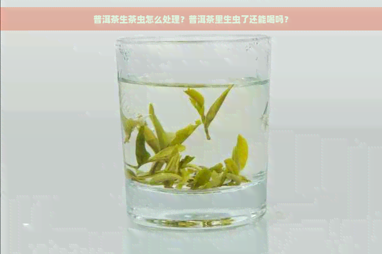 普洱茶生茶虫怎么处理？普洱茶里生虫了还能喝吗？