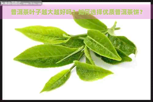 普洱茶叶子越大越好吗？如何选择优质普洱茶饼？