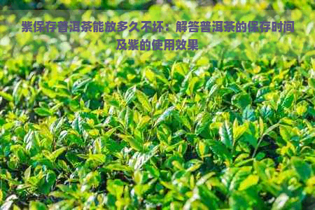 紫保存普洱茶能放多久不坏：解答普洱茶的保存时间及紫的使用效果