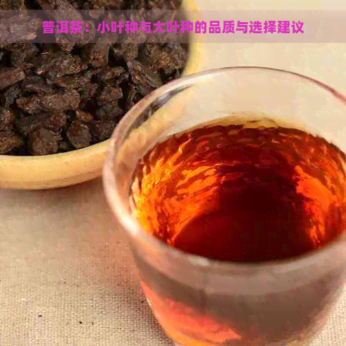 普洱茶：小叶种与大叶种的品质与选择建议