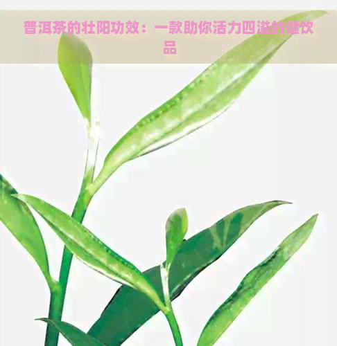 普洱茶的壮阳功效：一款助你活力四溢的健饮品