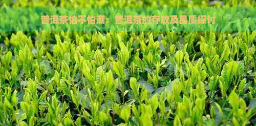 普洱茶怕不怕潮：普洱茶的存放及品质探讨