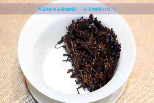 普洱茶的春茶采摘时间：一年四中的何时品尝？