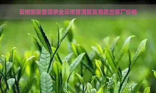 云南聚友普洱茶业云南普洱聚友易武古茶厂价格