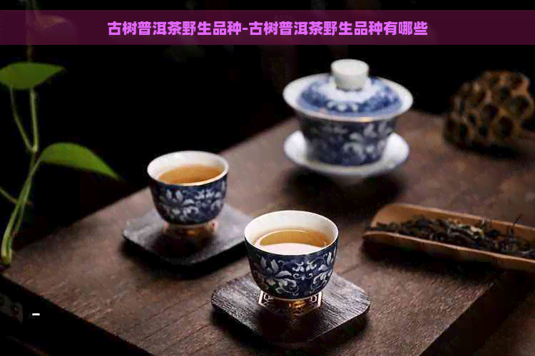 古树普洱茶野生品种-古树普洱茶野生品种有哪些