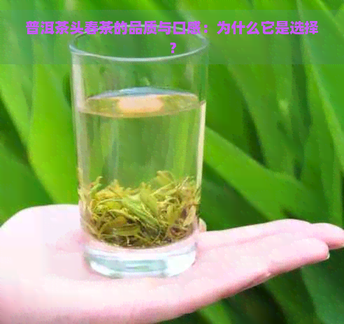 普洱茶头春茶的品质与口感：为什么它是选择？