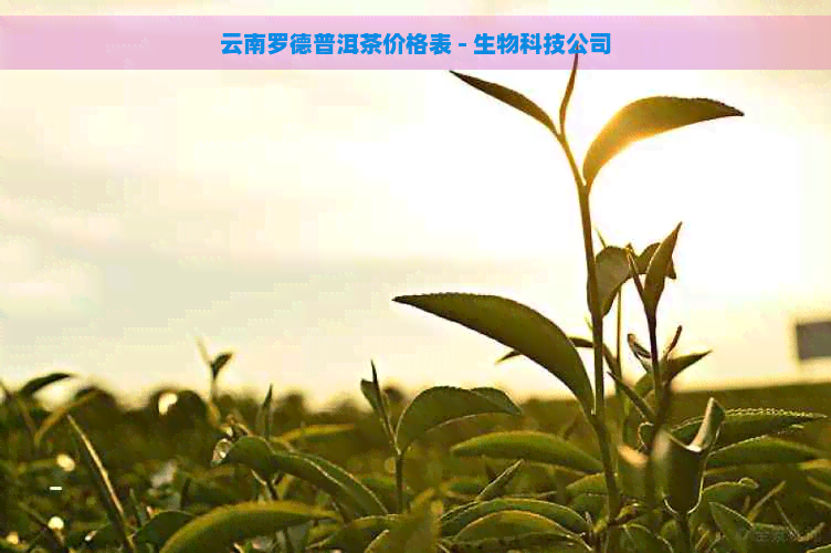 云南罗德普洱茶价格表 - 生物科技公司