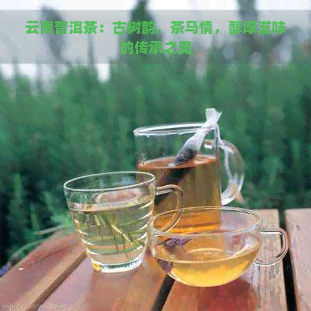 云南普洱茶：古树韵，茶马情，醇厚滋味的传承之美