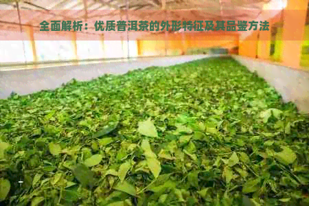 全面解析：优质普洱茶的外形特征及其品鉴方法