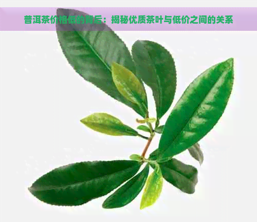 普洱茶价格低的背后：揭秘优质茶叶与低价之间的关系