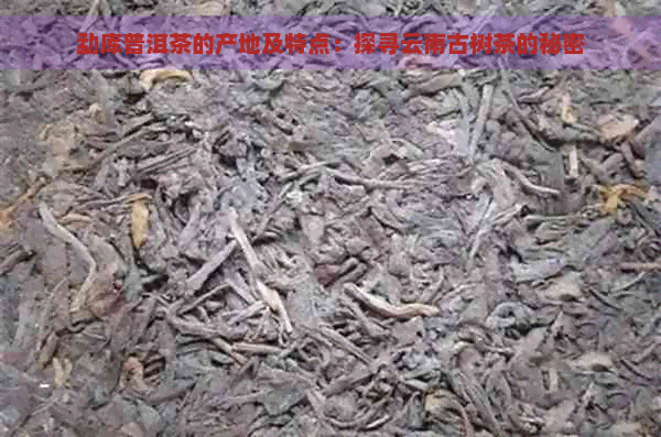 勐库普洱茶的产地及特点：探寻云南古树茶的秘密