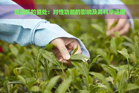 普洱茶的益处：对性功能的影响及其科学证据