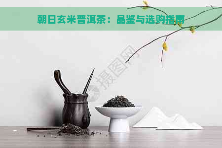 朝日玄米普洱茶：品鉴与选购指南