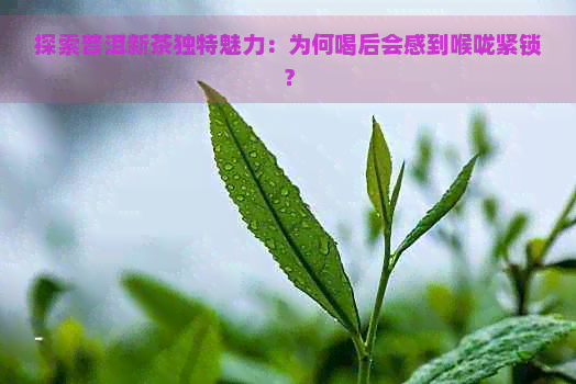 探索普洱新茶独特魅力：为何喝后会感到喉咙紧锁？