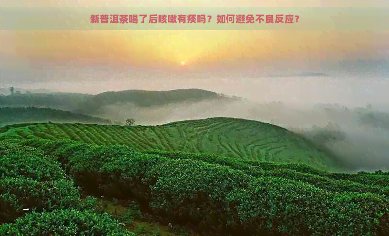 新普洱茶喝了后咳嗽有痰吗？如何避免不良反应？