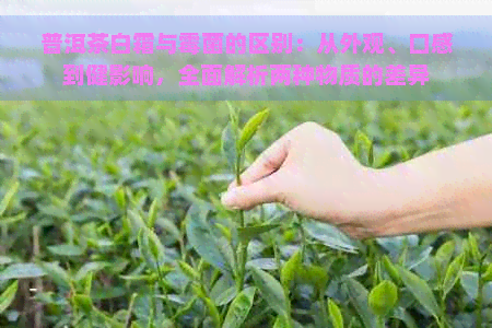 普洱茶白霜与霉菌的区别：从外观、口感到健影响，全面解析两种物质的差异