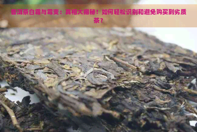 普洱茶白霜与霉变：真相大揭秘！如何轻松识别和避免购买到劣质茶？