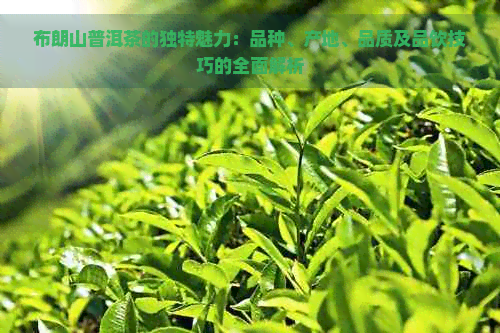 布朗山普洱茶的独特魅力：品种、产地、品质及品饮技巧的全面解析