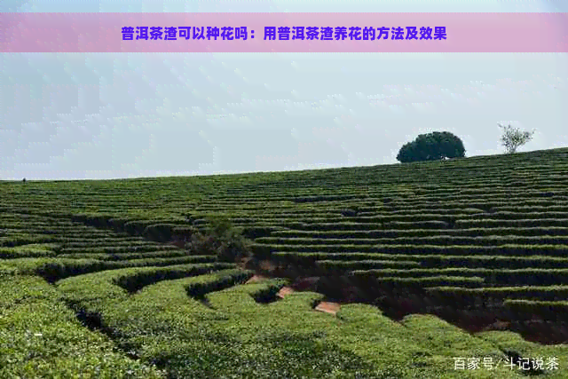 普洱茶渣可以种花吗：用普洱茶渣养花的方法及效果