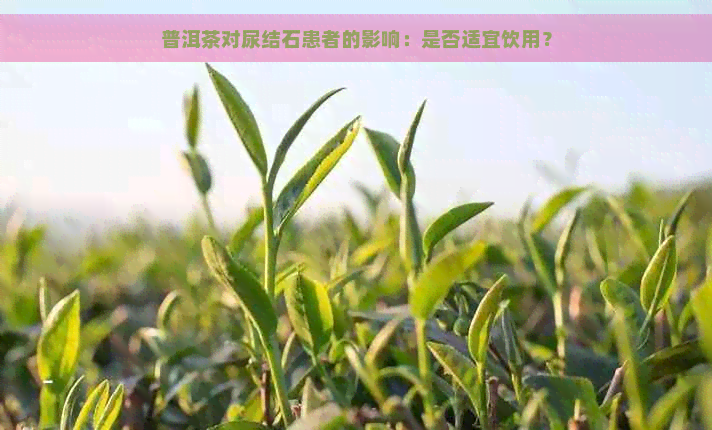 普洱茶对尿结石患者的影响：是否适宜饮用？