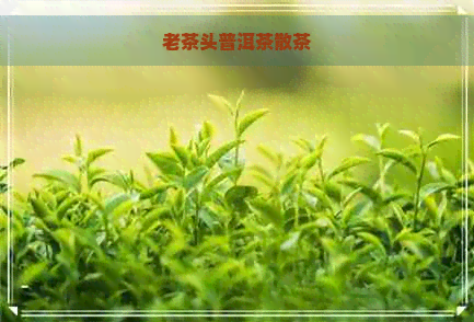 老茶头普洱茶散茶