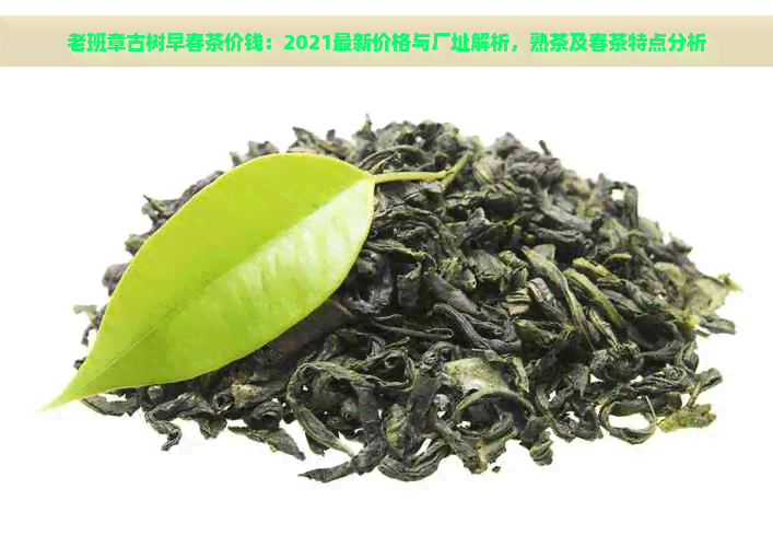 老班章古树早春茶价钱：2021最新价格与厂址解析，熟茶及春茶特点分析