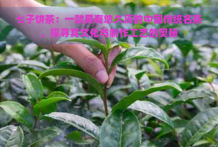 七子饼茶：一款具有悠久历的中国传统名茶，探寻其文化与制作工艺的奥秘