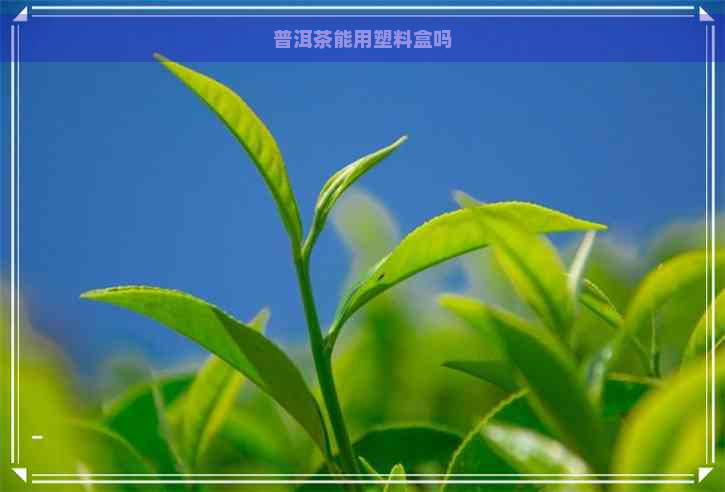 普洱茶能用塑料盒吗