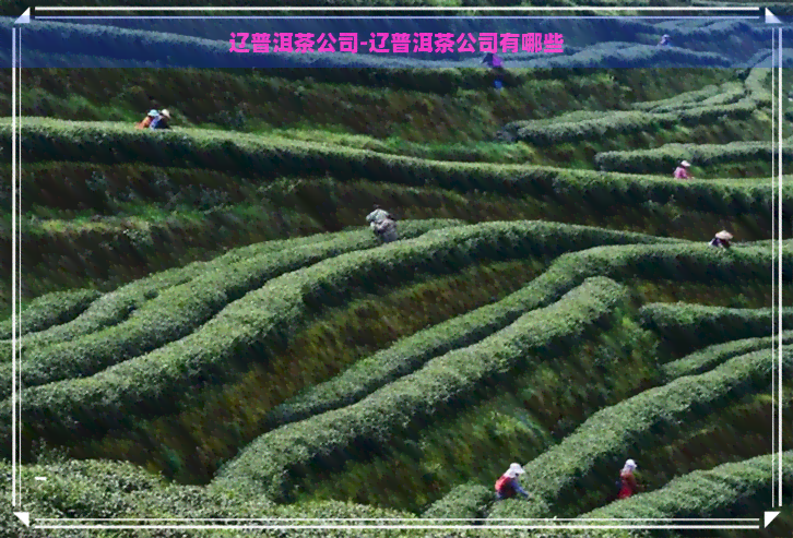 辽普洱茶公司-辽普洱茶公司有哪些