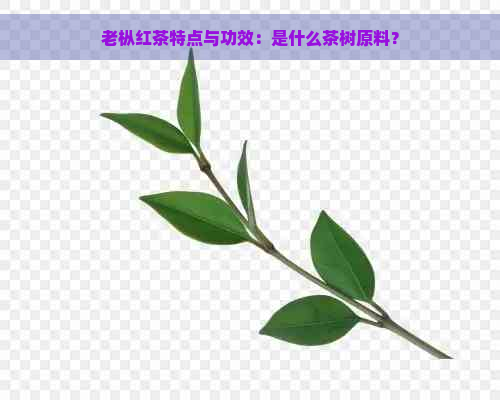 老枞红茶特点与功效：是什么茶树原料？