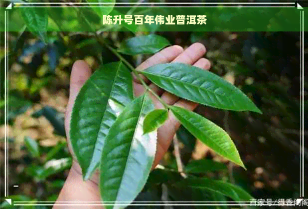 陈升号百年伟业普洱茶