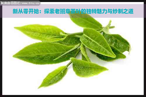 新从零开始：探索老班章茶叶的独特魅力与炒制之道