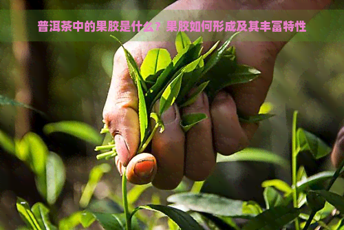 普洱茶中的果胶是什么？果胶如何形成及其丰富特性