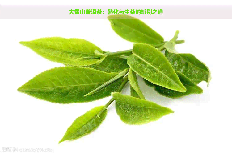 大雪山普洱茶：熟化与生茶的辨别之道