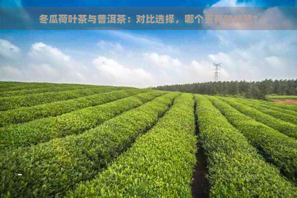 冬瓜荷叶茶与普洱茶：对比选择，哪个更有效减肥？