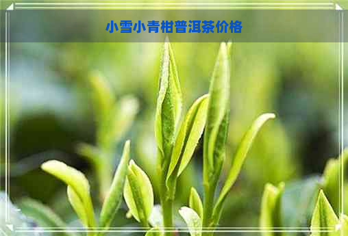 小雪小青柑普洱茶价格