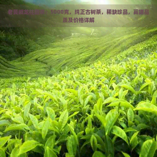 老曼峨龙柱圆茶：5000克，纯正古树茶，稀缺珍品，高端品质及价格详解