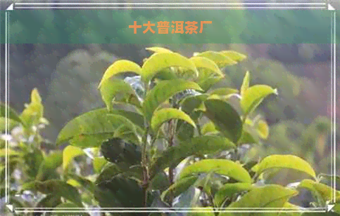 十大普洱茶厂