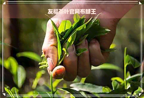 友福茶叶官网布朗王