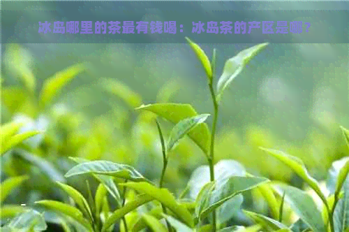 冰岛哪里的茶最有钱喝：冰岛茶的产区是哪？