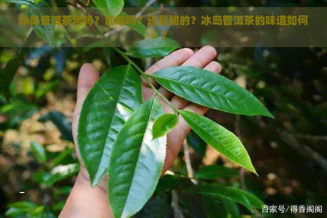 冰岛普洱茶苦吗？能喝吗？还是甜的？冰岛普洱茶的味道如何？