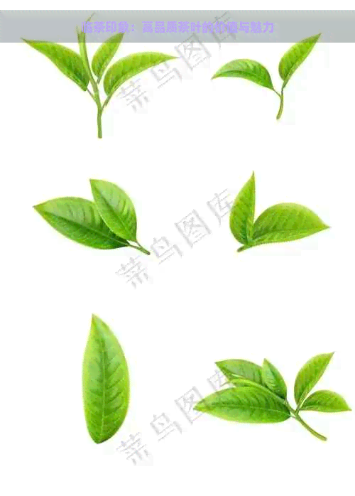 临茶印象：高品质茶叶的价值与魅力