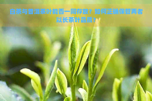 白茶与普洱茶叶能否一同存放？如何正确保管两者以长茶叶品质？