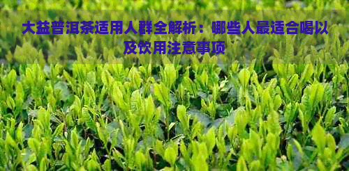 大益普洱茶适用人群全解析：哪些人最适合喝以及饮用注意事项