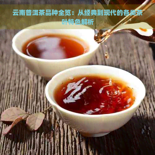 云南普洱茶品种全览：从经典到现代的各类茶叶特色解析