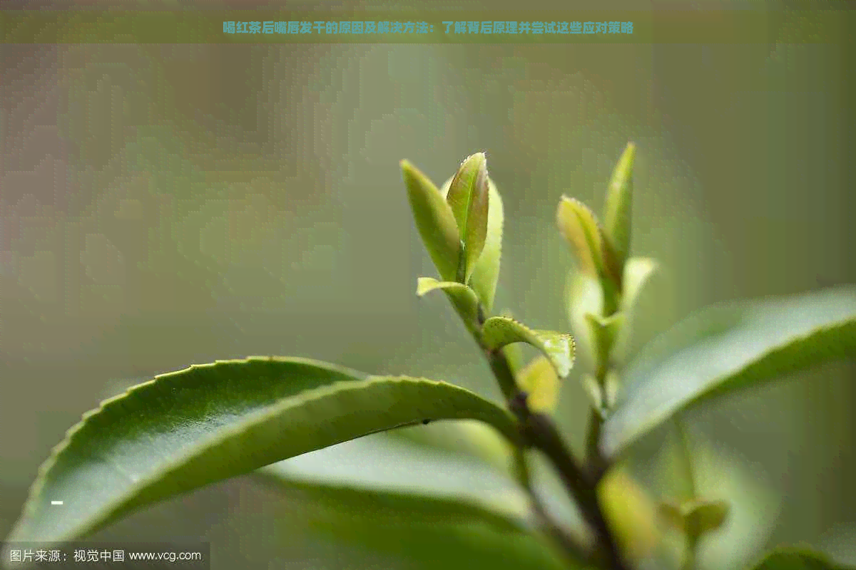 喝红茶后嘴唇发干的原因及解决方法：了解背后原理并尝试这些应对策略