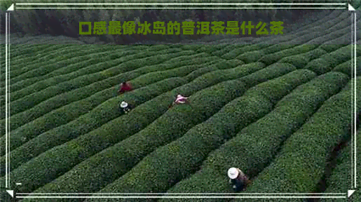 口感最像冰岛的普洱茶是什么茶