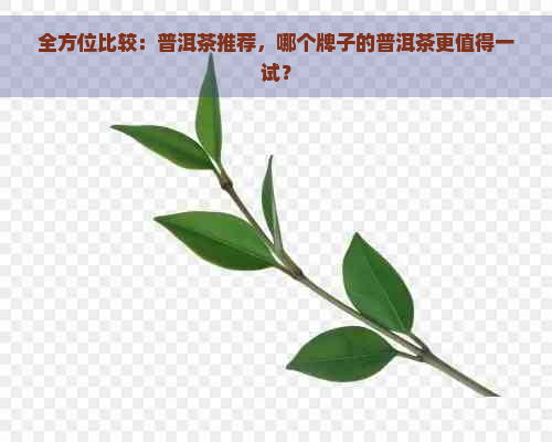 全方位比较：普洱茶推荐，哪个牌子的普洱茶更值得一试？