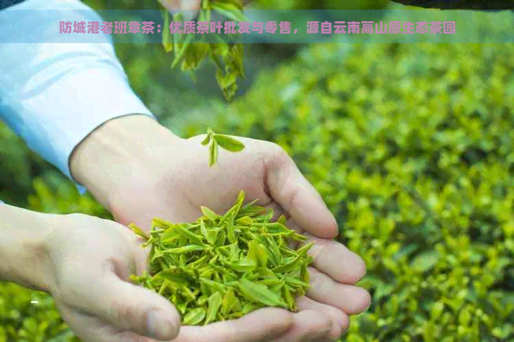 防城港老班章茶：优质茶叶批发与零售，源自云南高山原生态茶园