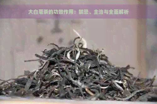 大白毫茶的功效作用：禁忌、主治与全面解析